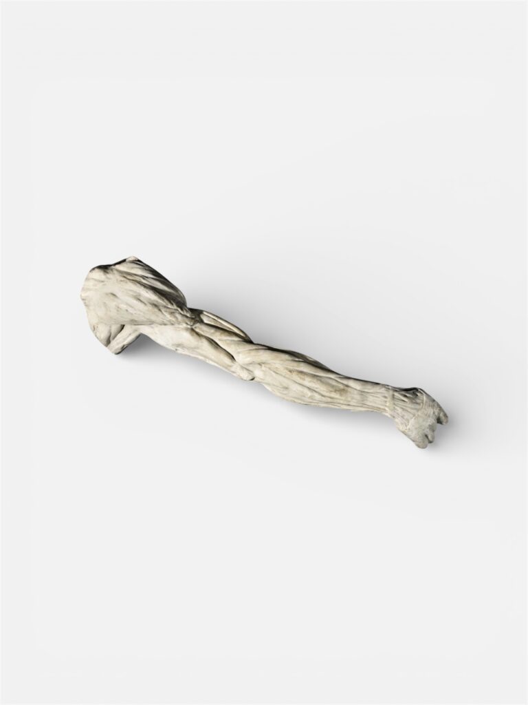 An anatomical plaster arm by Jean-Antoine, 19th century.